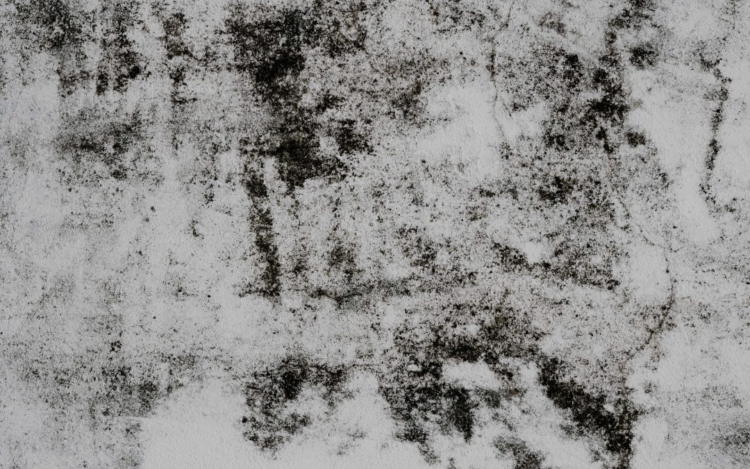 WHAT IS MOLD AND SHOULD I WORRY ABOUT IT?